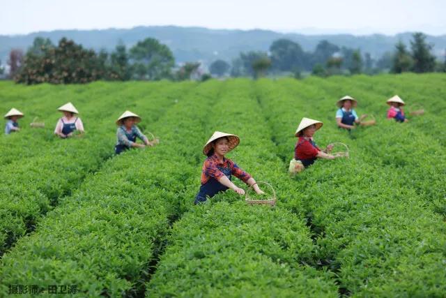 全國三十座最美茶園之一——金井茶園.jpg