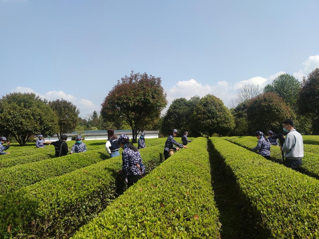 【奮進新征程 建功新時代】“茶”產業加持 鄉村振興后勁足