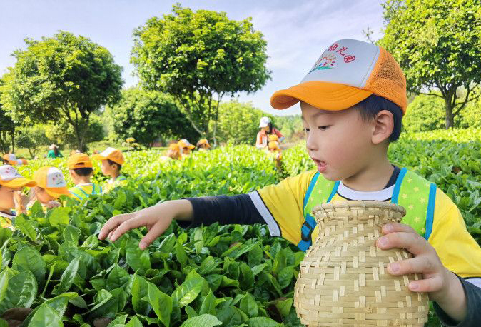 幼兒園萌娃變身“小茶農”體驗家鄉茶文化