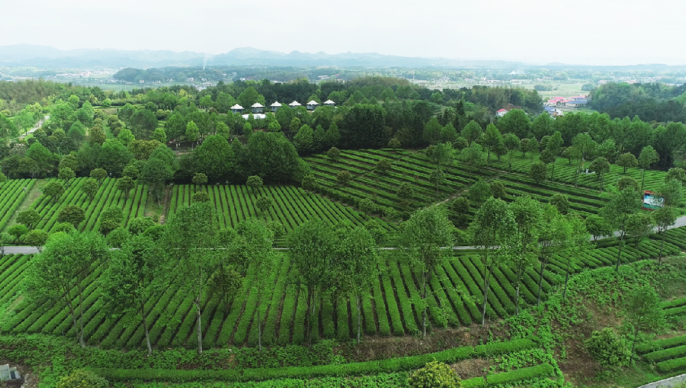 全國“三品一標”基地，金井鎮茶葉基地榜上有名