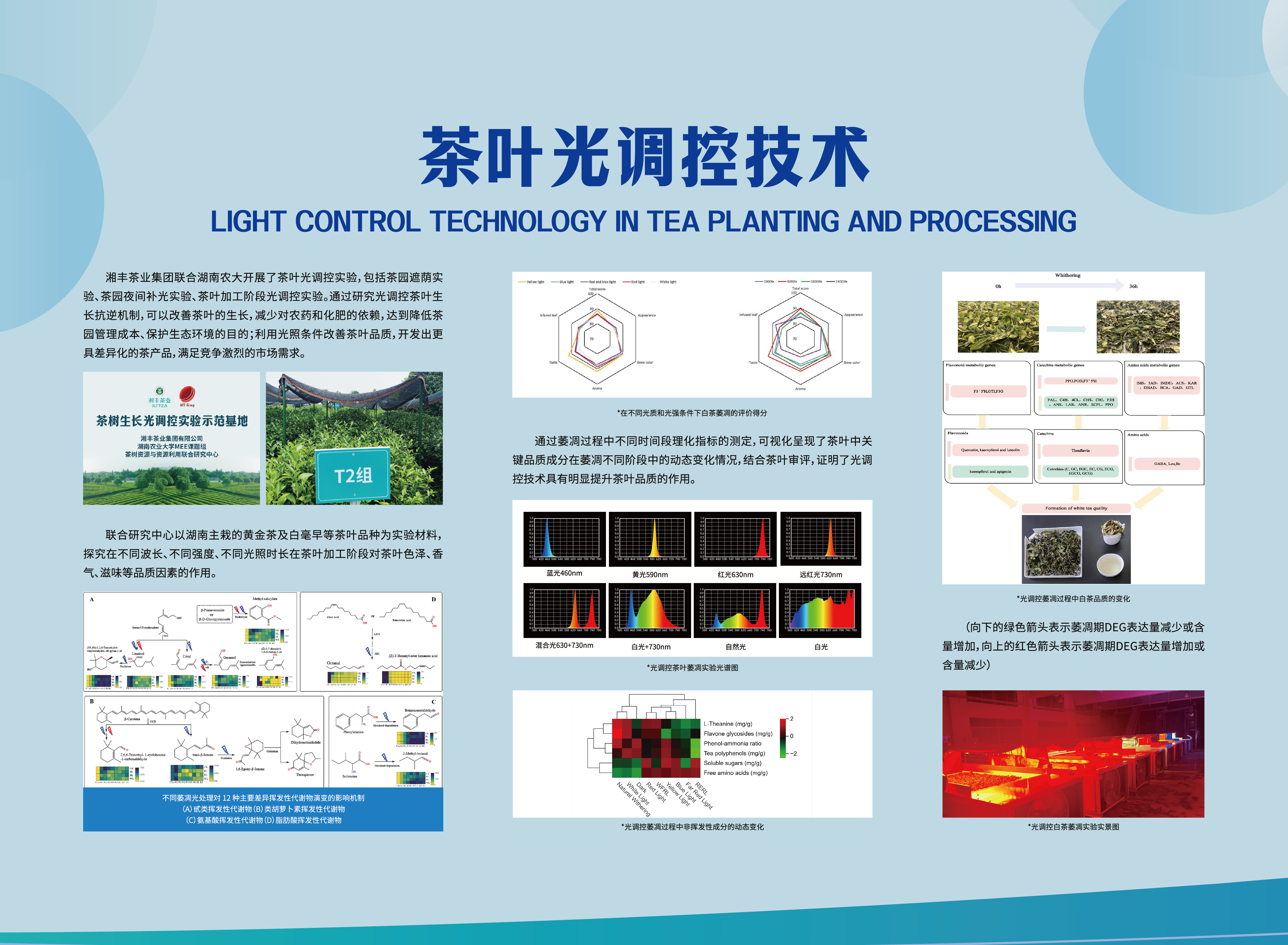 茶葉光調控技術.jpg